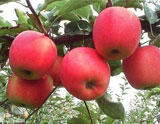 绥中红玉苹果