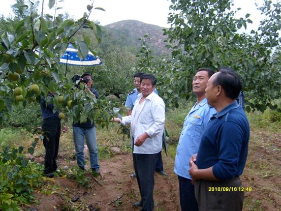 绥中白梨代办绥中县工商局认真做好地理标志保护工作